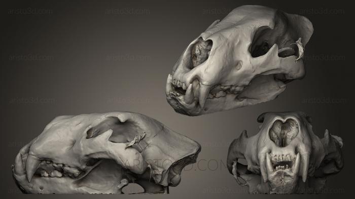 Anatomy of skeletons and skulls (ANTM_0001) 3D model for CNC machine
